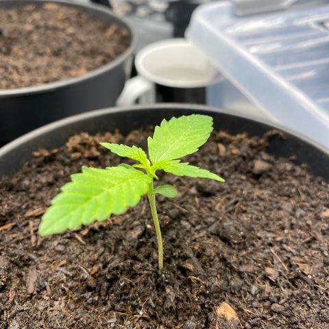 Plantzero3 growlog timeline photo