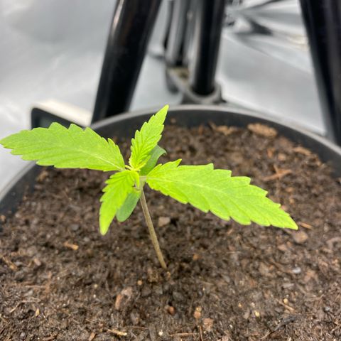 Plantzero2 growlog timeline photo