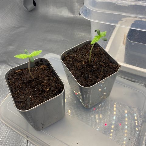 Plantzero2 growlog timeline photo