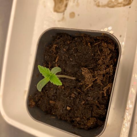 Plantzero3 growlog timeline photo