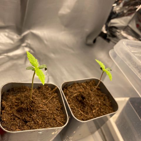 Plantzero2 growlog timeline photo