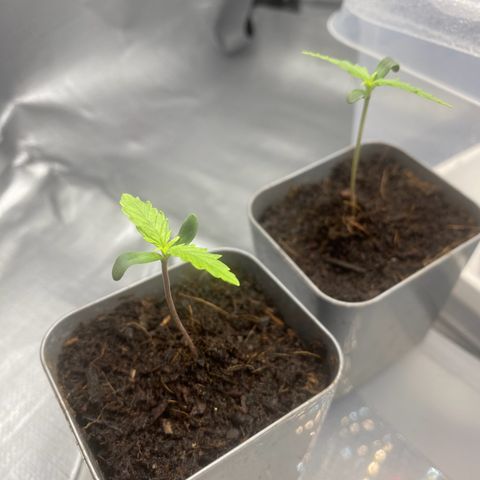 Plantzero2 growlog timeline photo