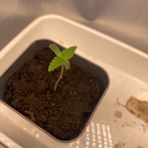 Plantzero3 growlog timeline photo