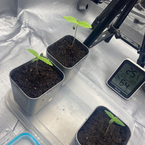 Plantzero2 growlog timeline photo