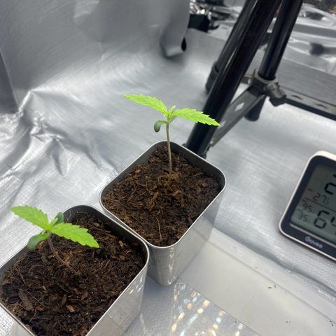 Plantzero2 growlog timeline photo