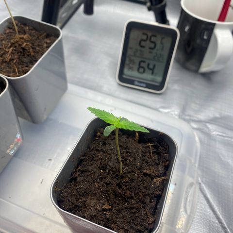 Plantzero3 growlog timeline photo