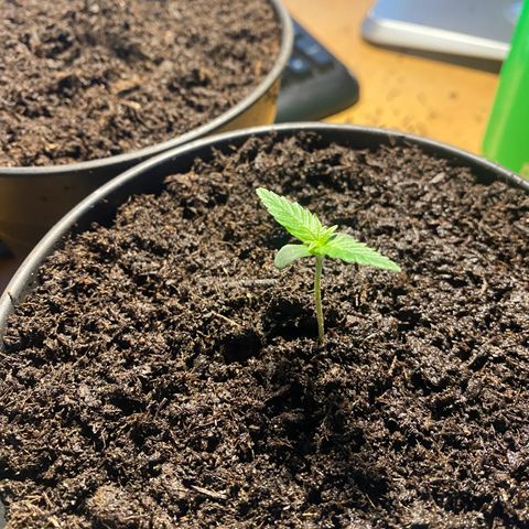 Plantzero3 growlog timeline photo