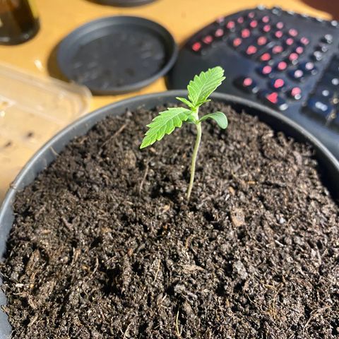 Plantzero2 growlog timeline photo