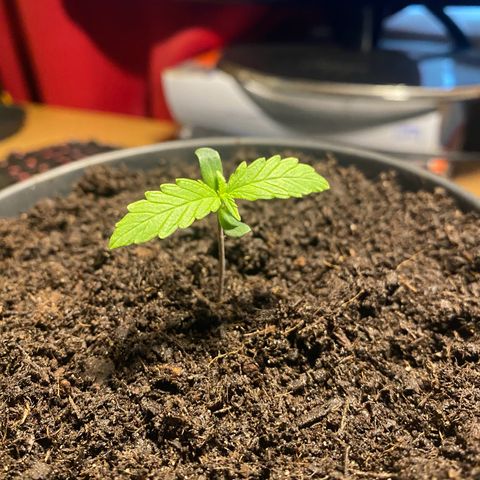 Plantzero2 growlog timeline photo