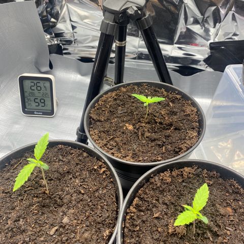 Plantzero2 growlog timeline photo