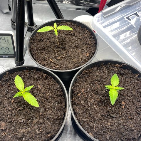 Plantzero2 growlog timeline photo