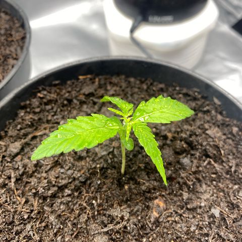 Plantzero3 growlog timeline photo