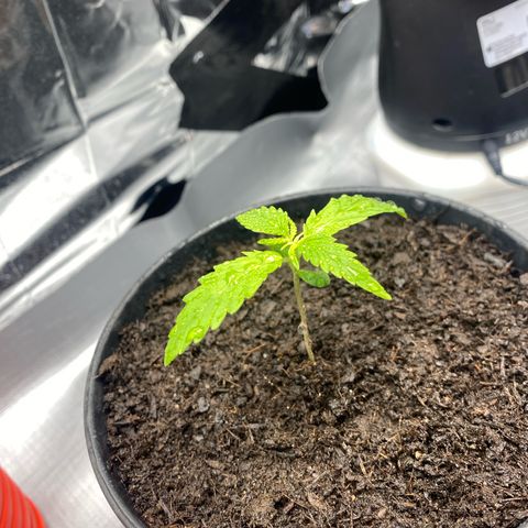 Plantzero2 growlog timeline photo