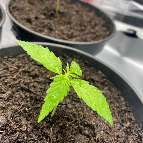 Plantzero3 growlog timeline photo