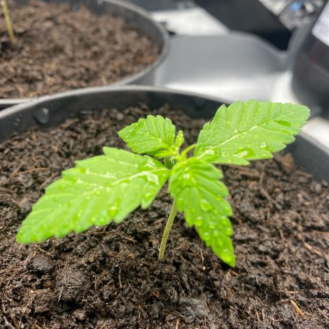 Plantzero3 growlog timeline photo