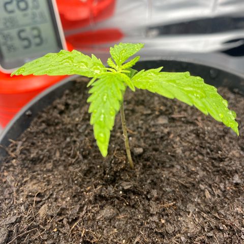 Plantzero2 growlog timeline photo