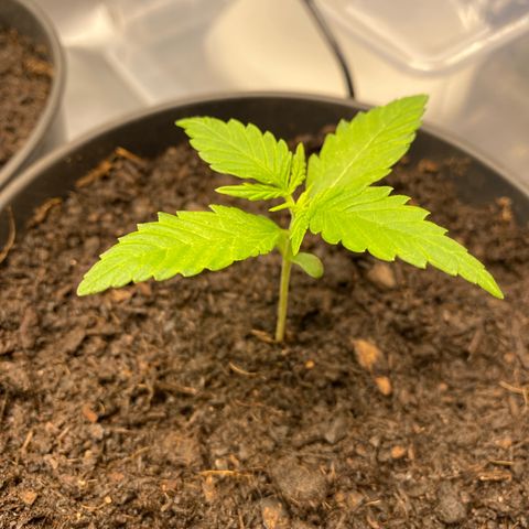 Plantzero3 growlog timeline photo