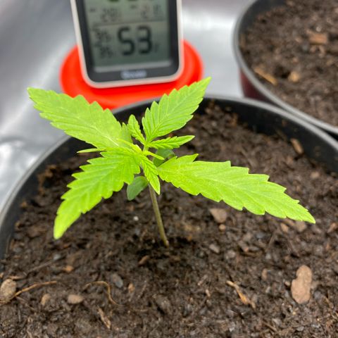 Plantzero2 growlog timeline photo