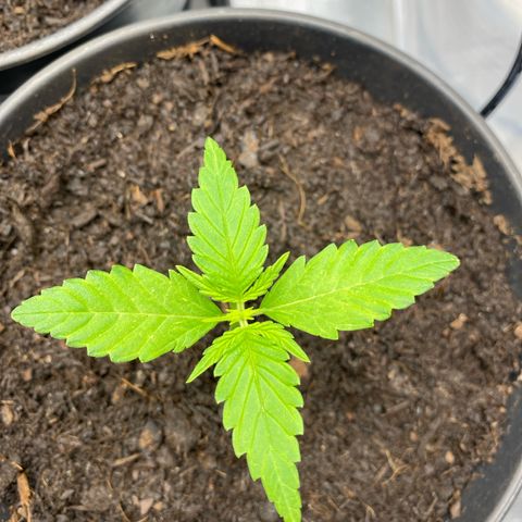 Plantzero3 growlog timeline photo