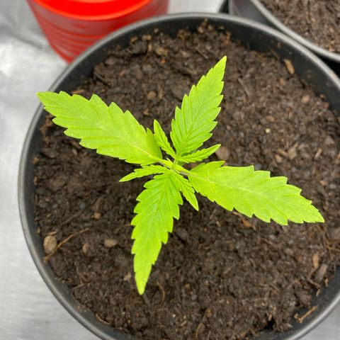 Plantzero2 growlog timeline photo