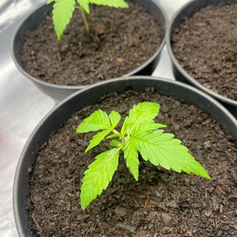 Plantzero3 growlog timeline photo