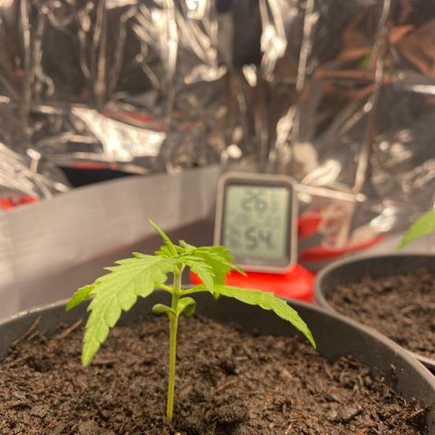 Plantzero3 growlog timeline photo