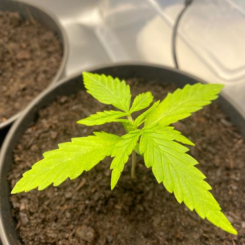 Plantzero2 growlog timeline photo