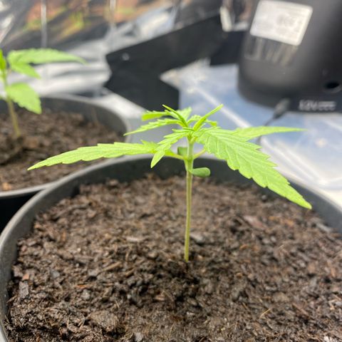 Plantzero2 growlog timeline photo