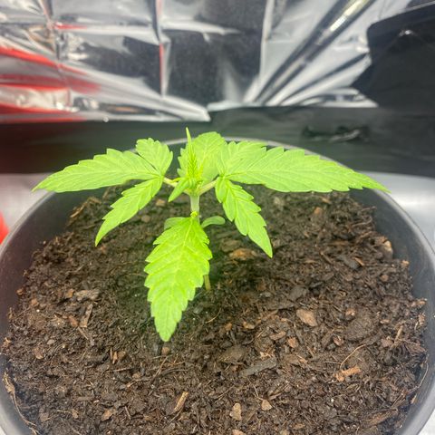 Plantzero3 growlog timeline photo