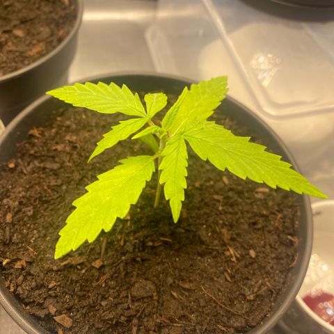 Plantzero2 growlog timeline photo