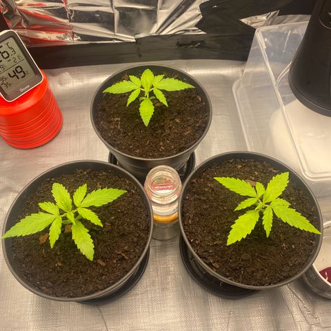Plantzero2 growlog timeline photo
