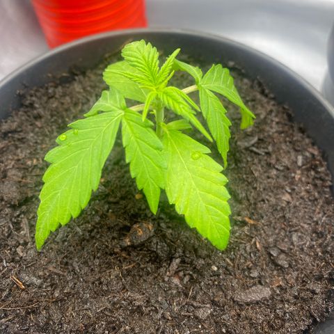 Plantzero3 growlog timeline photo