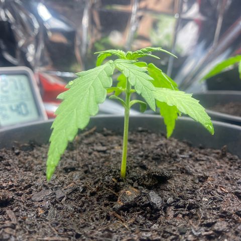 Plantzero3 growlog timeline photo