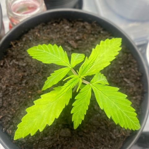 Plantzero2 growlog timeline photo