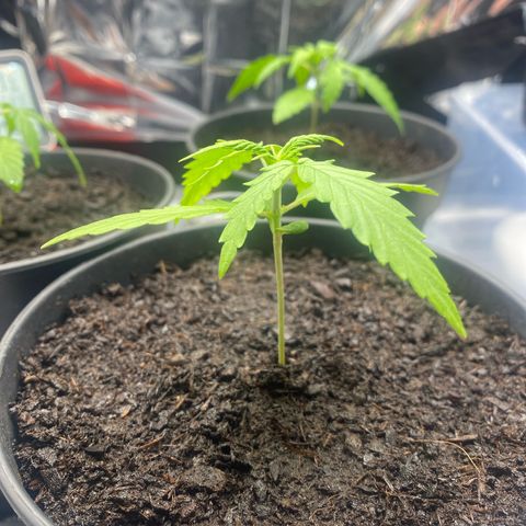 Plantzero2 growlog timeline photo