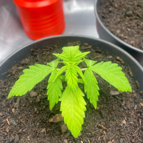 Plantzero3 growlog timeline photo