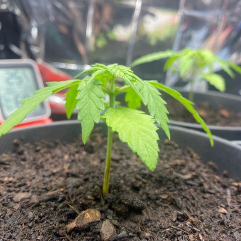 Plantzero3 growlog timeline photo