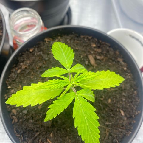 Plantzero2 growlog timeline photo