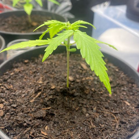 Plantzero2 growlog timeline photo