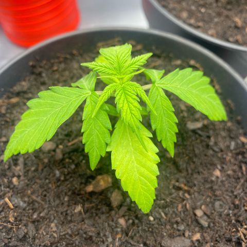 Plantzero3 growlog timeline photo