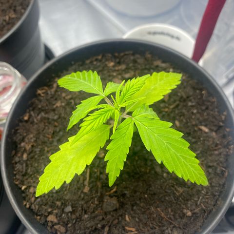 Plantzero2 growlog timeline photo