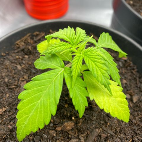 Plantzero3 growlog timeline photo
