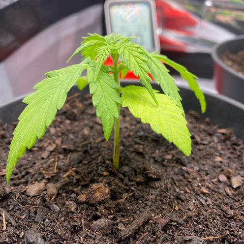 Plantzero3 growlog timeline photo