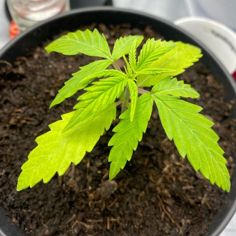 Plantzero2 growlog timeline photo