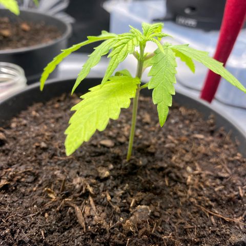 Plantzero2 growlog timeline photo