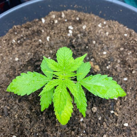 Plantzero3 growlog timeline photo