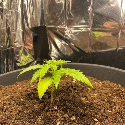 Plantzero3 growlog timeline photo