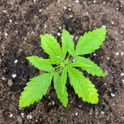 Plantzero2 growlog timeline photo