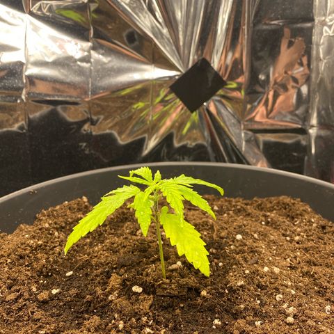 Plantzero2 growlog timeline photo