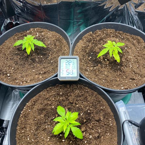 Plantzero2 growlog timeline photo